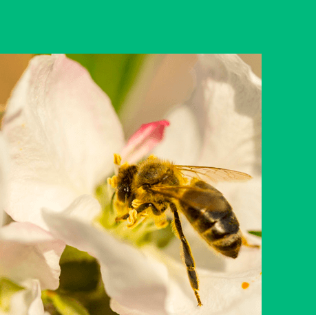 Une guêpe butine une fleur - développement durable